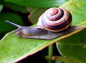snail